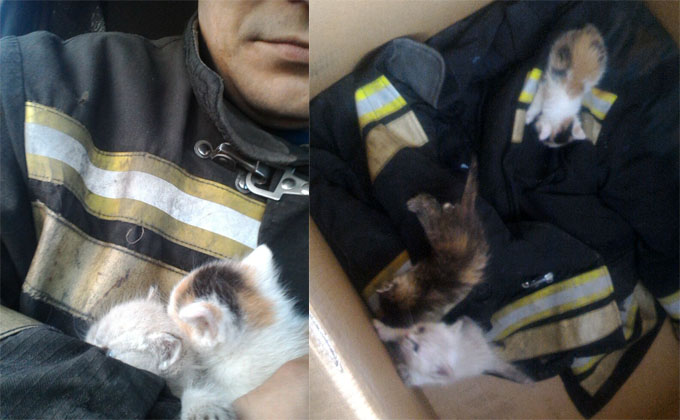 «Пожарных» котят раздает боец МЧС из Новосибирска